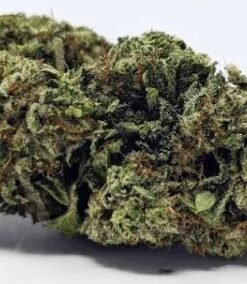 Marmalade Cannabis Strain UK