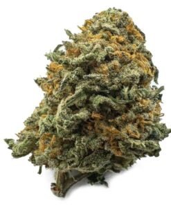 Black Cherry Gelato Weed UK – Premium Cannabis Strain