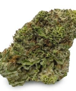 Buy Tropicana Cookies Strain – Premium Tropicana Cookies Cannabis Flower