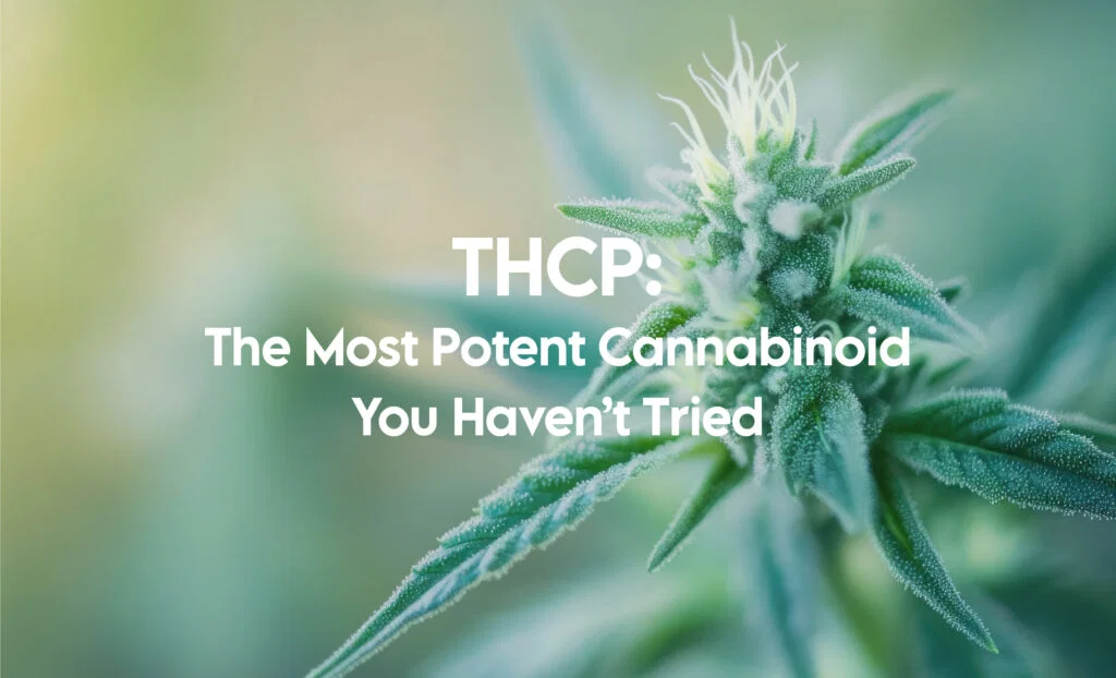 What is THCP educational guide