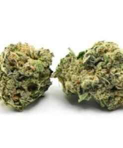 Tom Ford Pink Kush Marijuana Strain – Premium Indica Cannabis Flower with Dense Frosty Buds