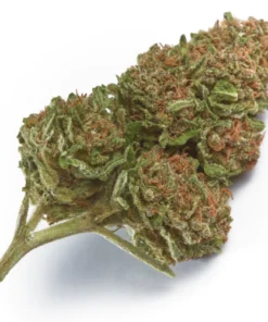 Wabanaki Weed Strain UK – Premium Wabanaki Cannabis Flower
