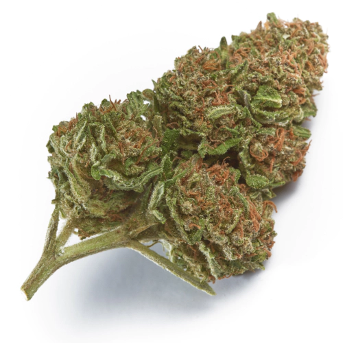 Wabanaki Weed Strain UK – Premium Wabanaki Cannabis Flower Wabanaki Weed Strain UK – Premium Wabanaki Cannabis Flower