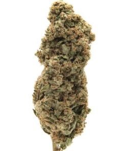 White Rhino Marijuana Strain UK